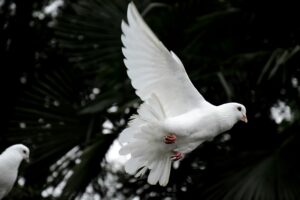 Read more about the article The Business of Peace: How Dove Releases Serve Families in Times of Loss