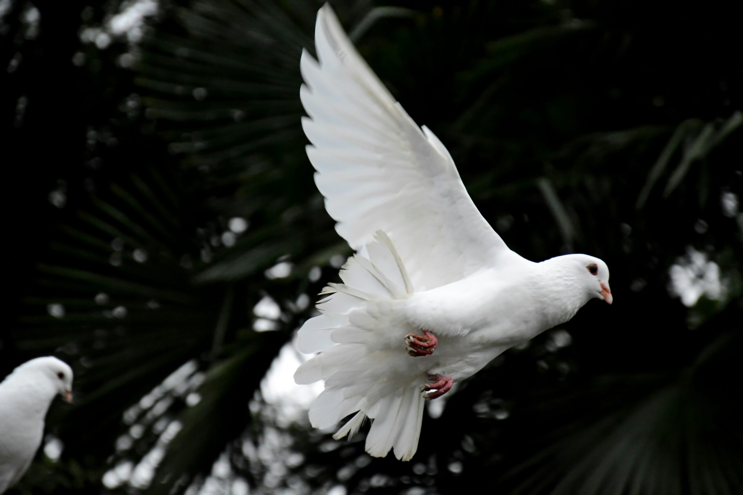 Read more about the article The Business of Peace: How Dove Releases Serve Families in Times of Loss