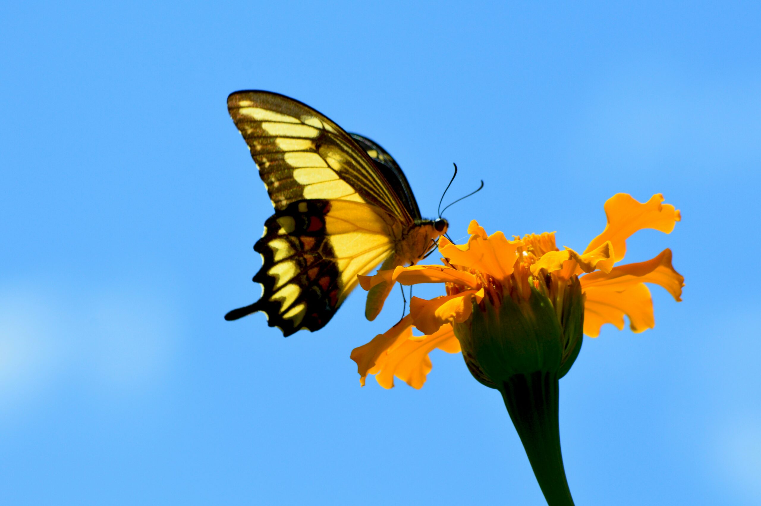 Read more about the article The Business of Hope: How Butterfly Release Services Bring Healing and Meaning